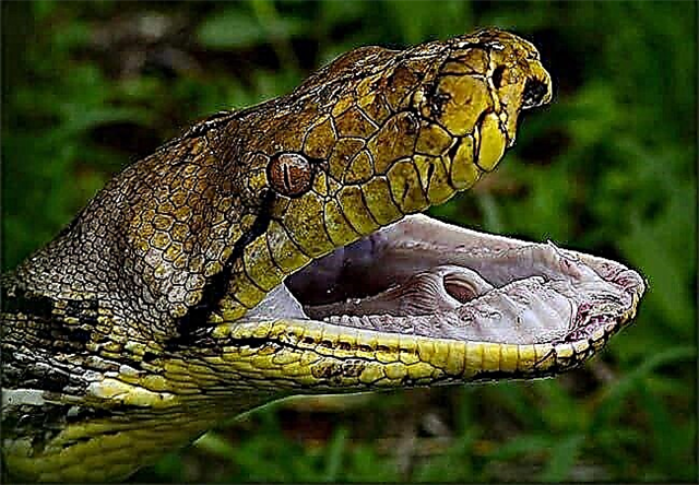 Topp 10 största ormar i världen