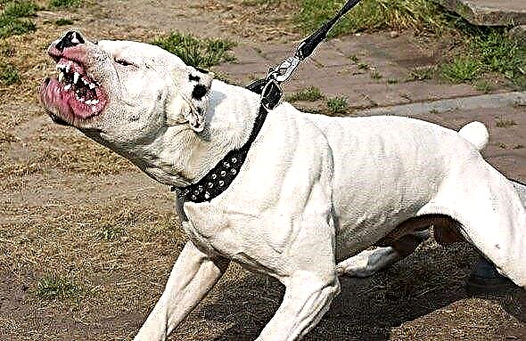 Top 10 des races de chiens les plus dangereuses au monde