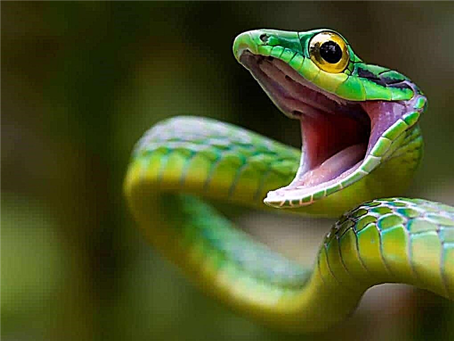 Topp 10 mest giftiga ormar i världen