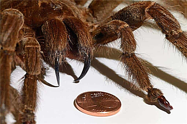 Top 10 des plus grandes araignées du monde